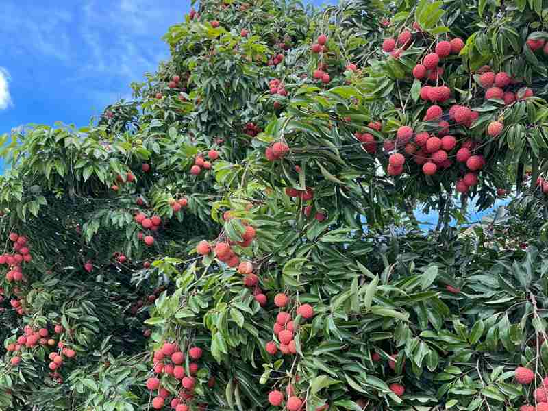 农忙其时，一路来看荔枝采摘