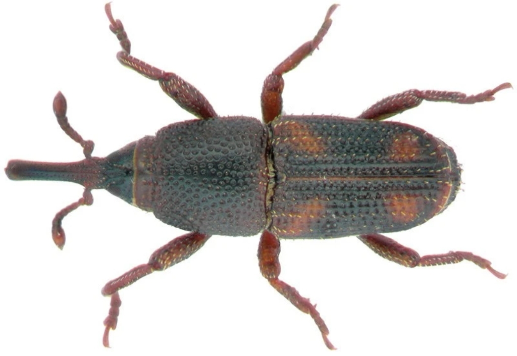 金秋九月，防治仓储害虫是关键