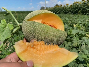 拉萨冷库与新疆哈密瓜的“甜美组合”